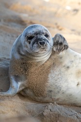 Portrait of an Atlantic seal pup (4-5 weeks old) on the beach at Horsey Gap in north Norfolk. Photographed in January 2022.