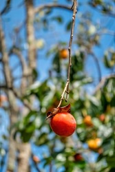 Raw Material Farm Diospyros kaki fruit or Persimmons are exposed to the sun and natural wind like the Japanese and Korean Hoshigaki method, Da Lat, Vietnam