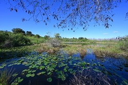 Pond in Big Cypress National Preserve, Florida with lily pads and other aquatic vegetation on clear cloudless winter afternoon.