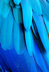 Close up of a blue macaw parrots feathers
