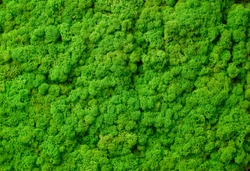Green moss texture background from above