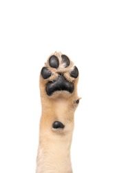 Golden retriever puppy paw isolated on white background. Flat lay copy space