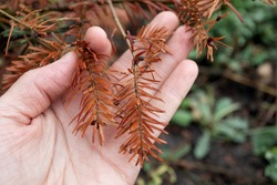 On palm of person is sick branch of coniferous plant from burn became brown in color in close-up on blurred natural background. fire blight. Proper care of plants. Didn't protect in time.