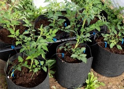 Cultivation of tomato plants with drip irrigation growing in fabric pots in greenhouse