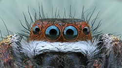 a jumping spider 