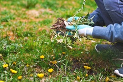 Young man hands wearing garden gloves, removing and hand-pulling Dandelions weeds plant permanently from lawn. Spring garden lawn care and weed control background.