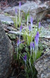 Spring flowers. Iiris. Plants of the Iris family bloom in the mountains, among stones 