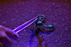 Glowing scorpion captured for biology research