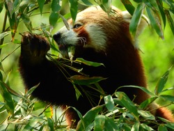 Red Panda grabbing branches for leaves and food, having tongue slightly out and leave in mouth, mouth slightly open and branch in paw / hand. Black paws and red fur panda with natural sunlight on it.