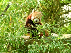 Red Panda grabbing for leaves to eat, Lesser Panda sitting on a stone behind leaves and branch, ready to eat food. Light shining and illuminating fur of panda at daytime.