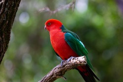 Male Australian king parrot (Alisterus scapularis), Queensland, Australia