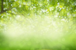Green texture background, Photos blurred and bokeh under the tree, Fresh nature healthy or bio concept.
