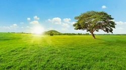 Tree on grass green landscape, blue sky and mountains background, Sunset or sunrise light.