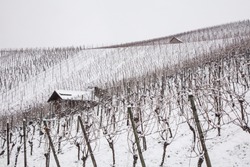 ice wine. Wine red grapes for ice wine in winter condition and snow. Frozen grapes covered by white flake ice,