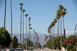 Palm trees frame a residential street in West Covina, California, USA.