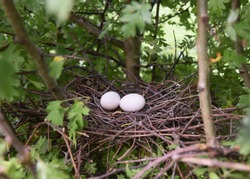 York UK Aug 28 2018 a pair of Woodpigeon eggs in a nest situated in a  hawthorn hedge. The Woodpigeon population has increased as a result of more winter cropping & modern agricultural practices
