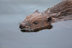 An Eurasian beaver swimming in a pond