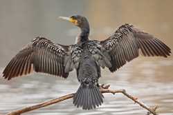 A great cormorant (Phalacrocorax carbo) drying its wings after a swim at a lake.