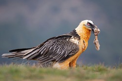 Bearded vulture (Gypaetus barbatus) scavenging and eating bones. Lammergier die beenderen zoekt en eet op de grond.