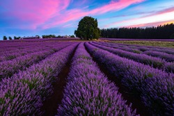 Gorgeous lavender field in Tasmania, Australia