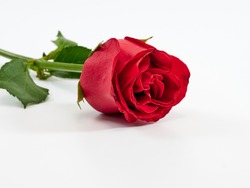 Red rose isolated on white background. Love symbol. Valentine's day present