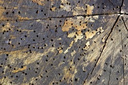Log damaged by borer as a background, woodworm