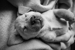 The cutest little yellow puppy Labrador Retriever close up head shot in black and white monochrome emotional photo makes you feel tender funny little dog three months old 