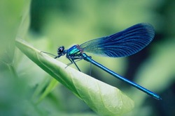 Resting Dragonfly on a leaf