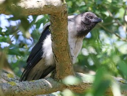 The hooded crow (Corvus cornix) (also called hoodie[2]) is a Eurasian bird species in the Corvus genus. Widely distributed, it is also known locally as Scotch crow and Danish crow.