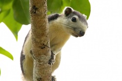 Finlayson's squirrel or the variable squirrel (Callosciurus finlaysonii) is a species of rodent in the family Sciuridae. It is found in Cambodia, Laos, Myanmar, Thailand, and Vietnam. 