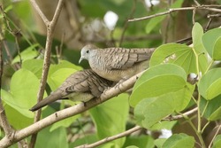 The zebra dove (Geopelia striata), also known as the barred ground dove, or barred dove, is a species of bird of the dove family, Columbidae, native to Southeast Asia. 
