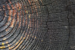 Burnt resinous wood glowing texture Selective focus of rough surface felled tree weathered with annual rings. Concept of long life longevity aging. Background with copyspace of black and orange stump.