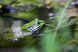 Edible frog, Pelophylax esculentus also known as the common water frog or green frog, European dark-spotted, European black-spotted pond, and European black-spotted frog.