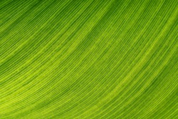 Green leaf closeup for natural background