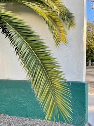 Palm tree branches against painted wall morning sun California Santa Barbara summer beach walk green and white wall at sunrise clear blue sky beach day funk zone SoCal