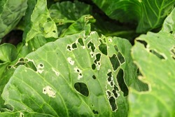 cabbage leaves spoiled by insects. cabbage cultivation and insect control concept