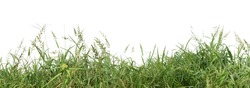 Panoramic view of overgrown green grass Isolated from white background with clipping path.
