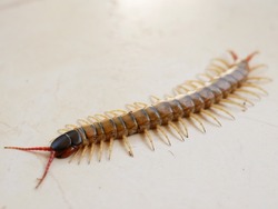 centipede walking on the ground, summer Arthropoda 