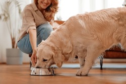 Feeding time! An adult woman brought a bowl of food to her pet Labrador dog. Dog eating dry food from a bowl in the living room at home.