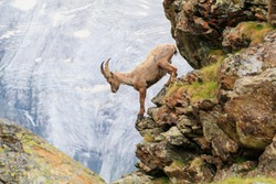 An alpine goat descends a cliff of a mountain in the Swiss Alps one summer morning in Zermatt, Switzerland