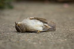 A dead specimen of Passer domesticus, or house sparrow. It is one of the usual birds in rural and urban environments, but its population is in decline, and its existence is threatened. Aragon, Spain.