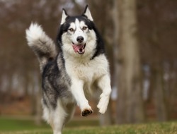 A purebred Siberian Husky dog without leash outdoors in the nature on a sunny day.