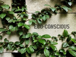 Green plant climber on wall with text ECO-CONSCIOUS, concept of showing sensitiveness for the environment in individual or product or service, using environmentally friendly practices