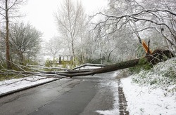A tree has been uprooted during a snowstorm and fallen over the road