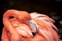 Flamingo neck twisting and wing feathers