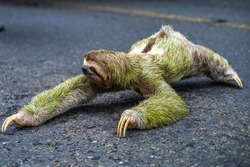 Sloth crawling on the highway