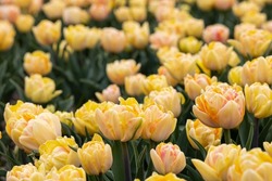 Blooming yellow peach foxy foxtrot tulip field in the Netherlands, North Holland, bright double flowering tulips with water drops on petals
