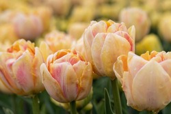 Blooming yellow peach foxy foxtrot tulip field in the Netherlands, North Holland, bright double flowering tulips with water drops on petals