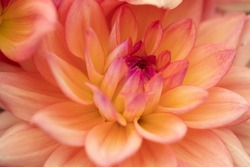 Orange apricot, salmon pink dahlia melody dora blooming in the dutch flower garden in summer, close up and macro