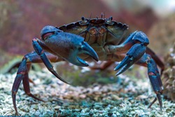 Crab underwater